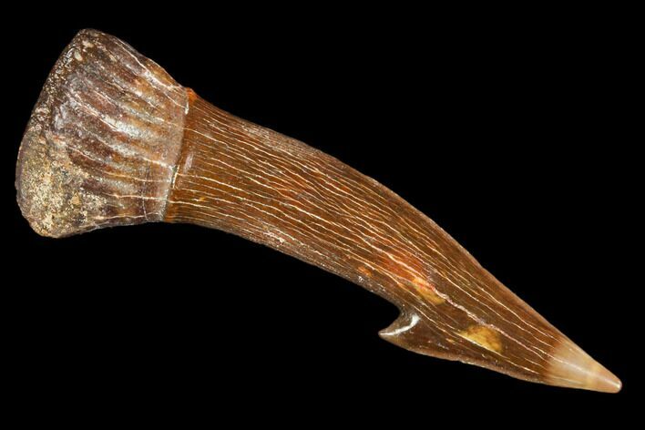 Fossil Sawfish (Onchopristis) Rostral Barb- Morocco #106470